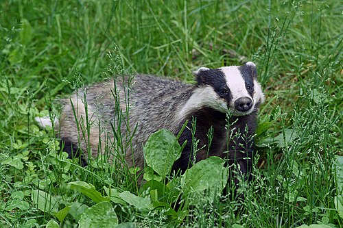 Eurasian badger